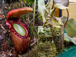 Nepenthes rajah x (veitchii x platychila)