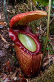 Nepenthes rajah, Thomas Alt