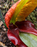 Nepenthes rajah, Thomas Alt