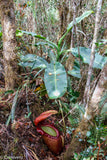 Nepenthes rajah, Marai Parai