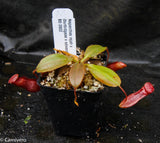 Nepenthes rajah x (burbidgeae x edwardsiana)