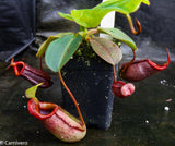 Nepenthes rajah x (lowii x veitchii)