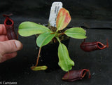 Nepenthes rajah x (lowii x veitchii)