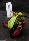 Nepenthes rajah x (lowii x veitchii)