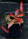 Nepenthes rajah x (veitchii x platychila)