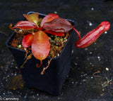 Nepenthes rajah x (veitchii x platychila)