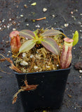 Nepenthes rajah x burbidgeae (x Alisaputrana)