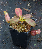 Nepenthes rajah x burbidgeae (x Alisaputrana)