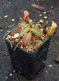 Nepenthes rajah x burbidgeae (x Alisaputrana)