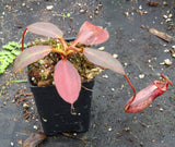 Nepenthes rajah x burbidgeae (x Alisaputrana)