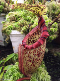 Nepenthes rajah x burbidgeae (x Alisaputrana)