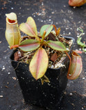 Nepenthes rajah x veitchii, BE-3730