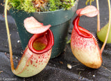 Nepenthes rajah x veitchii, BE-3730