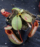 Nepenthes rajah x veitchii, BE-3730