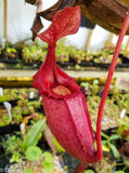 Nepenthes rajah x veitchii, BE-3730