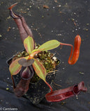 Nepenthes maxima x ramispina, BE-3740