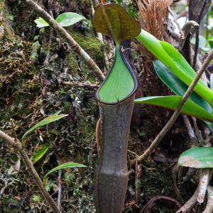 Nepenthes ramispina, CAR-0403