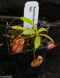 Nepenthes hamata "red hairy" x flava