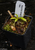 Nepenthes hamata "red hairy" x flava