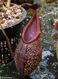 Nepenthes rigidifolia