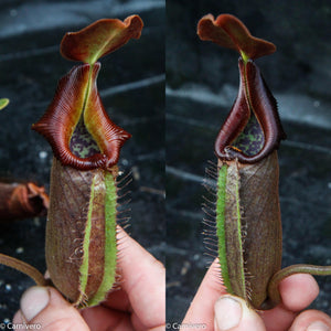 Nepenthes robcantleyi/nebularum