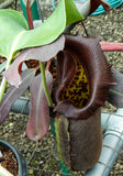 Nepenthes robcantleyi, BE-3517