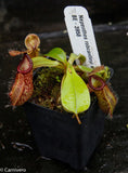 Nepenthes robcantleyi x hamata