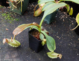 Nepenthes robcantleyi x (aristolochioides x spectabilis) , pitcher plant, carnivorous plant, collectors plant, large pitchers, rare plants 