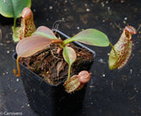 Nepenthes robcantleyi x (aristolochioides x spectabilis) , pitcher plant, carnivorous plant, collectors plant, large pitchers, rare plants 