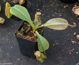 Nepenthes robcantleyi x (aristolochioides x spectabilis)