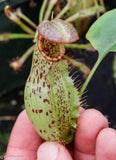 Nepenthes robcantleyi x (aristolochioides x spectabilis)