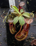 Nepenthes robcantleyi x hamata