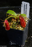 Nepenthes robcantleyi x jacquelineae, BE-4028