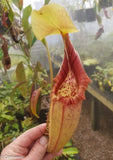 Nepenthes robcantleyi x ovata