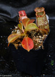 Nepenthes robcantleyi x spectabilis, BE-3754