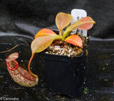 Nepenthes robcantleyi x spectabilis, BE-3754