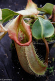 Nepenthes robcantleyi x veitchii "Sungai Samba", BE-3700