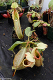 Nepenthes robcantleyi x veitchii "Sungai Samba", BE-3700