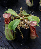 Nepenthes robcantleyi x veitchii "Sungai Samba", BE-3700