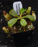 Nepenthes robcantleyi x veitchii, BE-3933