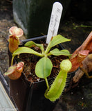 Nepenthes robcantleyi x veitchii "Sungai Samba", BE-3700