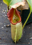 Nepenthes robcantleyi x veitchii - DM030