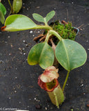 Nepenthes robcantleyi x veitchii - DM030