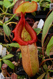 Nepenthes sibuyanensis x robcantleyi, BE-3713