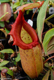 Nepenthes sibuyanensis x robcantleyi, BE-3713