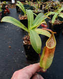 Nepenthes sanguinea D4