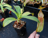 Nepenthes sanguinea D4