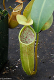 Nepenthes sanguinea, Gunung Ulu Kali, CAR-0021