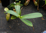 Nepenthes sanguinea, Gunung Ulu Kali, CAR-0021