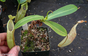 Nepenthes sanguinea, Gunung Ulu Kali, CAR-0021